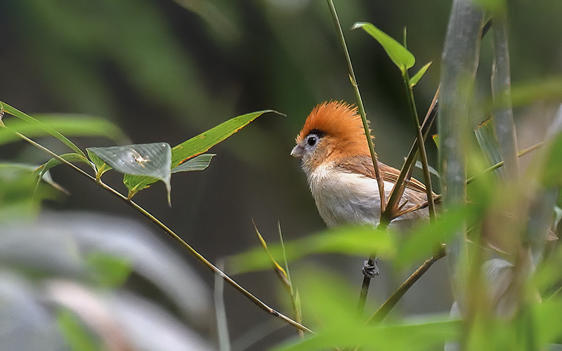 Pale-billed Parrotbill (Chleuasicus atrosuperciliaris) at Phia Oac-Phia De Birding Trails - Northern Vietnam. Photo by: Bui Duc Tien - Vietnam Bird Photography Tours - Vietbirdphototours.com
